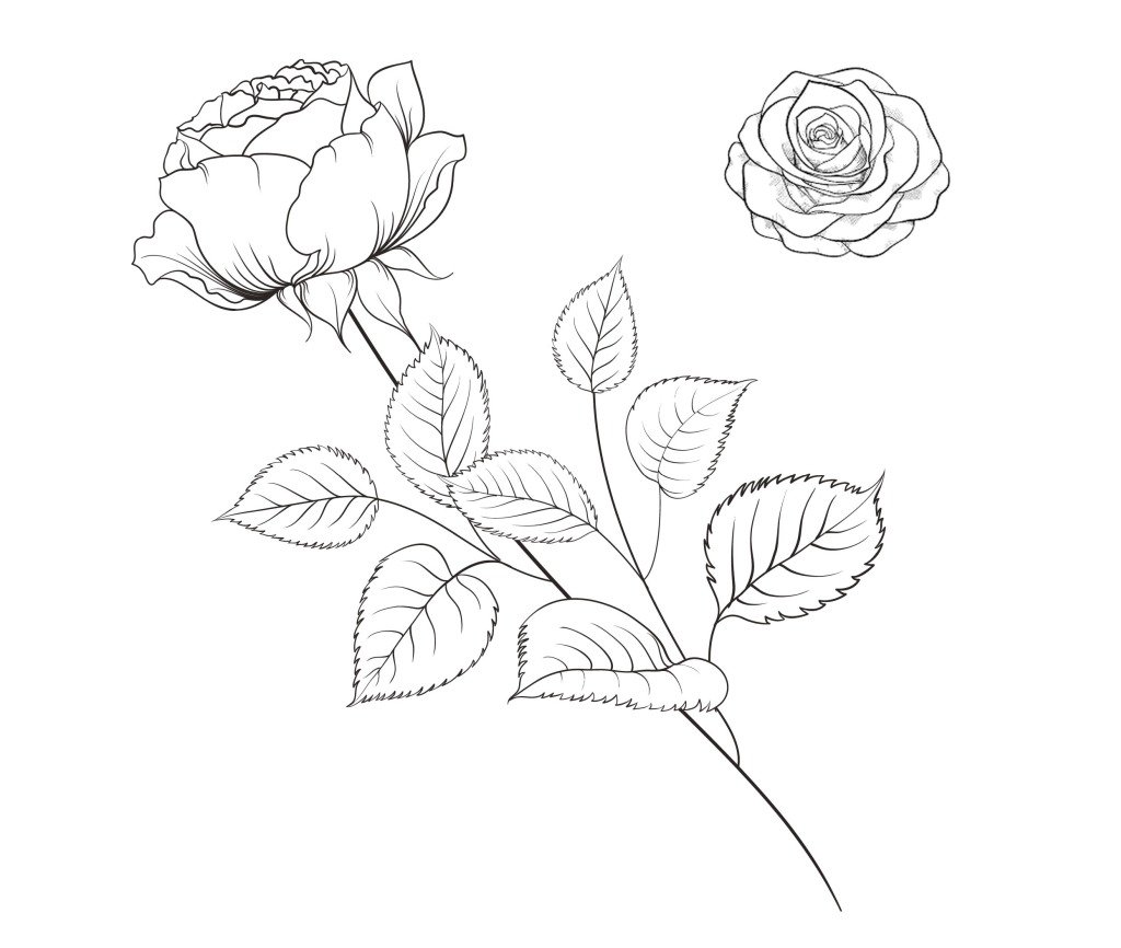Rose coloring page for you