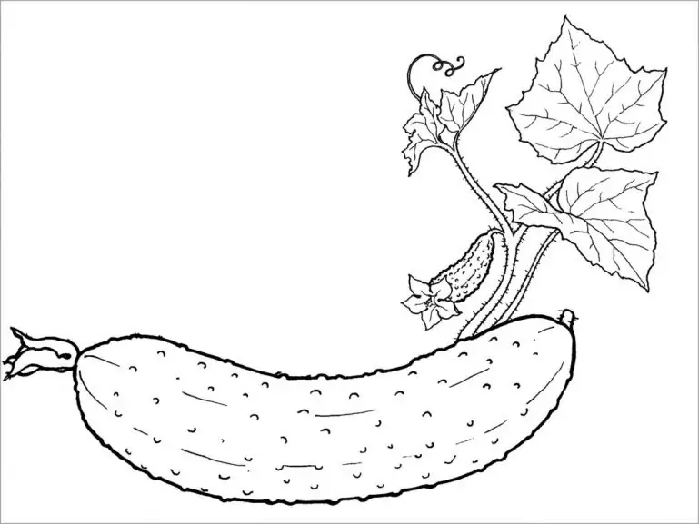 과일채소색칠🥕🍓