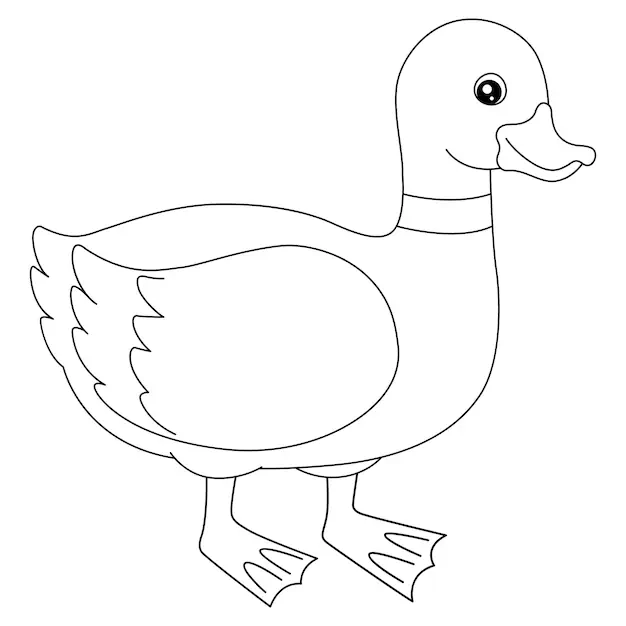 Pato para colorir