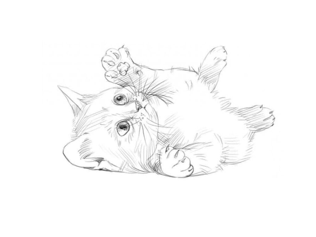 boyama için karakalem çizimler - yavru kedi