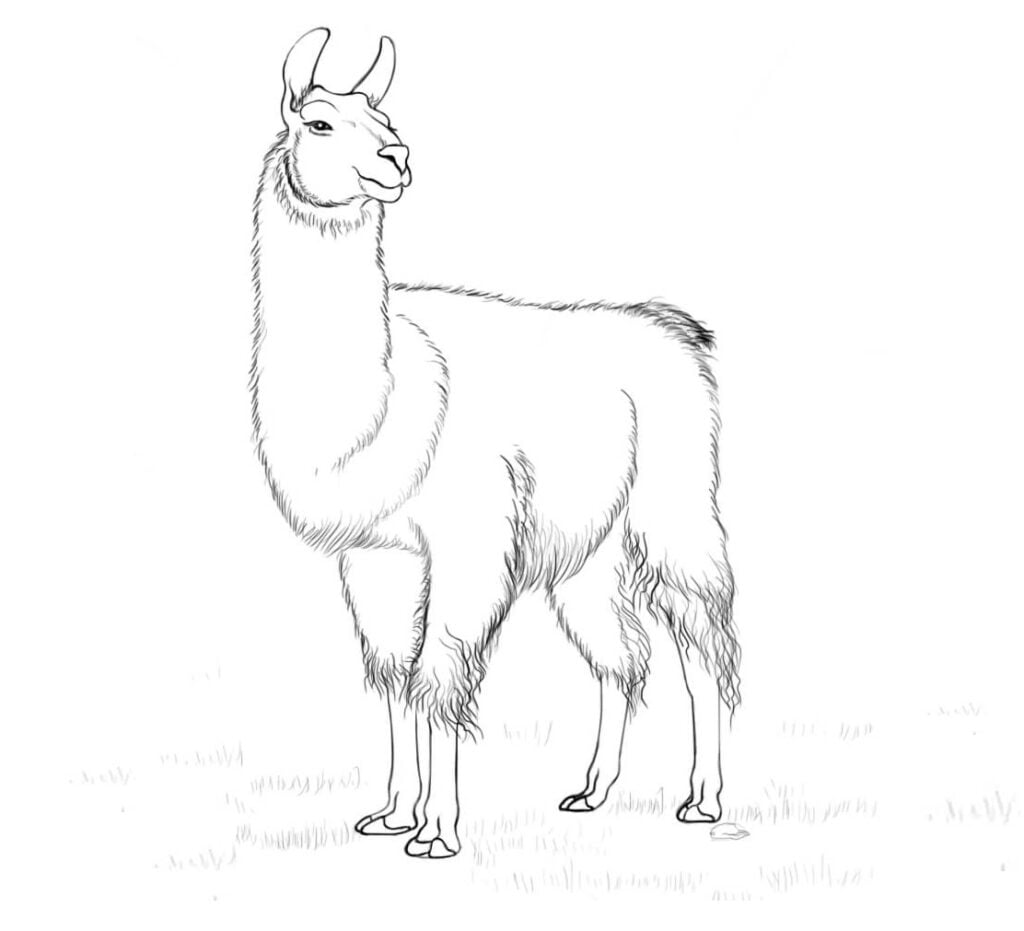 Llama để tô màu