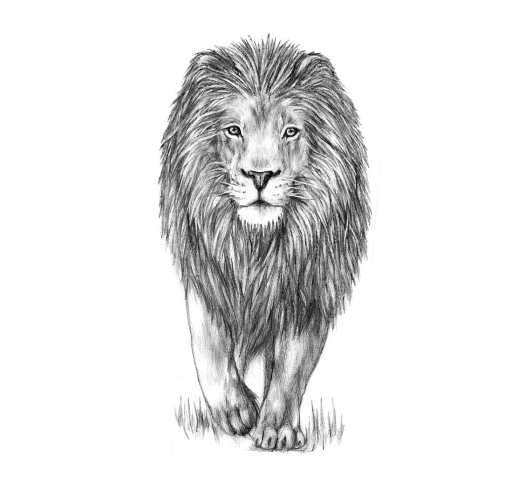 Desen în creion - un leu