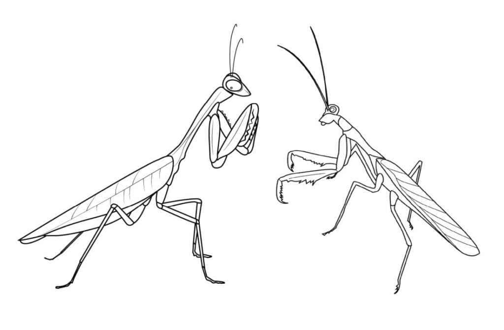 Vabalas maldininkas spalvinimui, praying mantis, Mantodea 