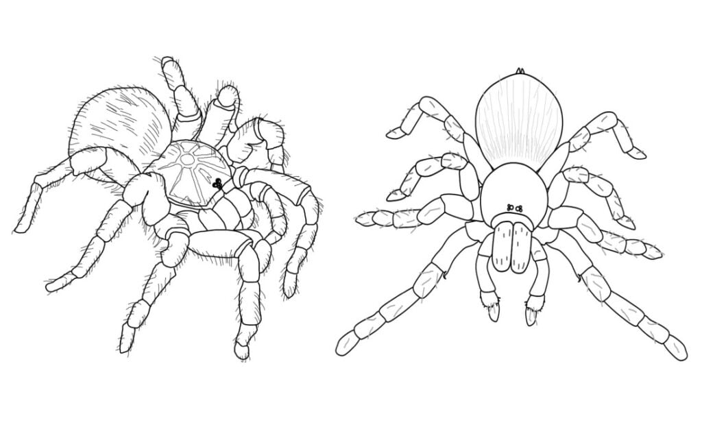 Bo'yash uchun tarantula