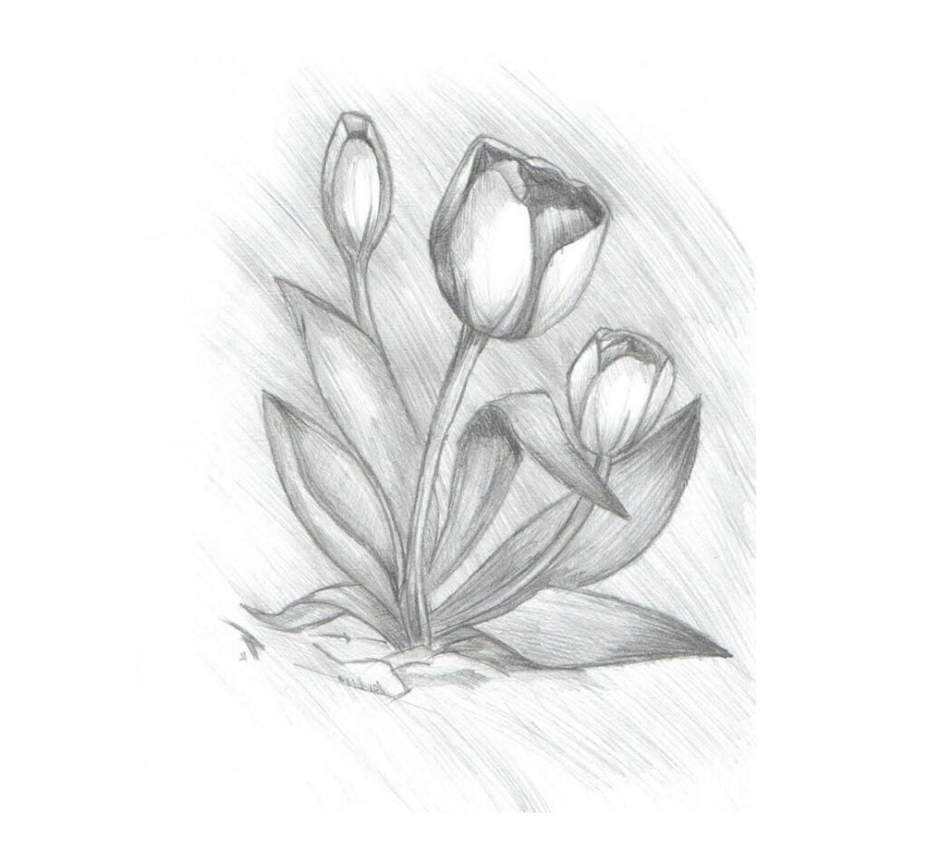 Bleistiftzeichnungen zum Ausmalen - Tulpen