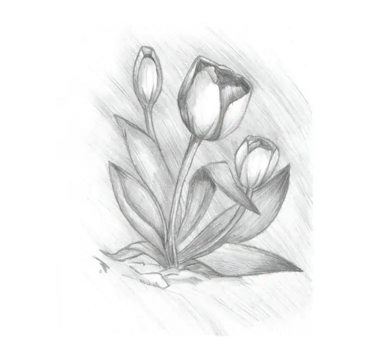 dibujos a lápiz para colorear - tulipanes