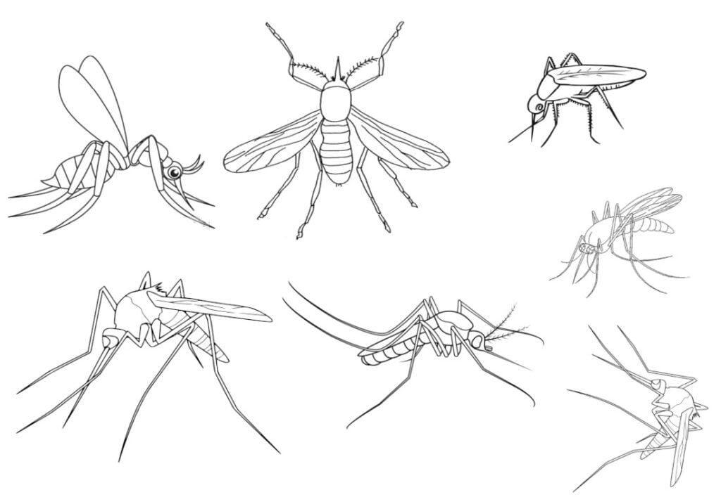 Nyamuk untuk mewarnai, nyamuk 