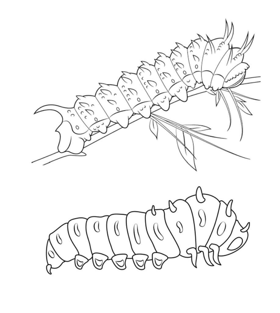 Gosenice, črvi pobarvanka. Caterpillar