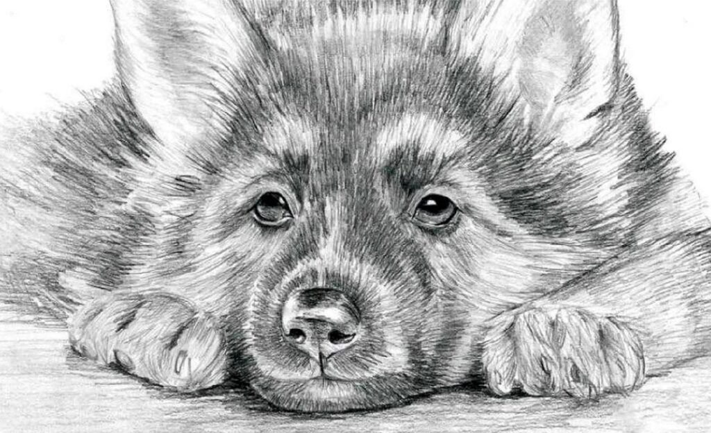 dessins au crayon coloriages - loup