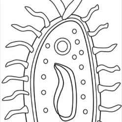 microbes na bakteria ni rangi