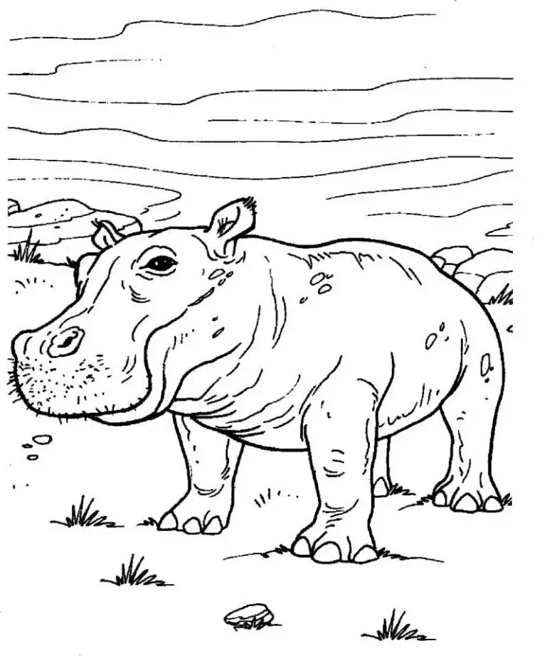 Nilpferd Ausmalbilder
