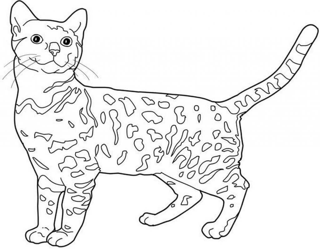 Bengalijos katė spalvinti
