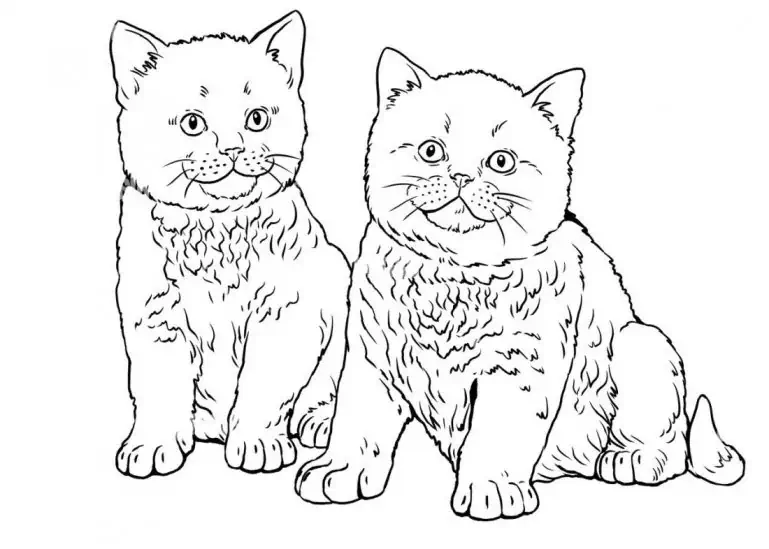 브리티시 쇼트헤어 고양이 색칠하기