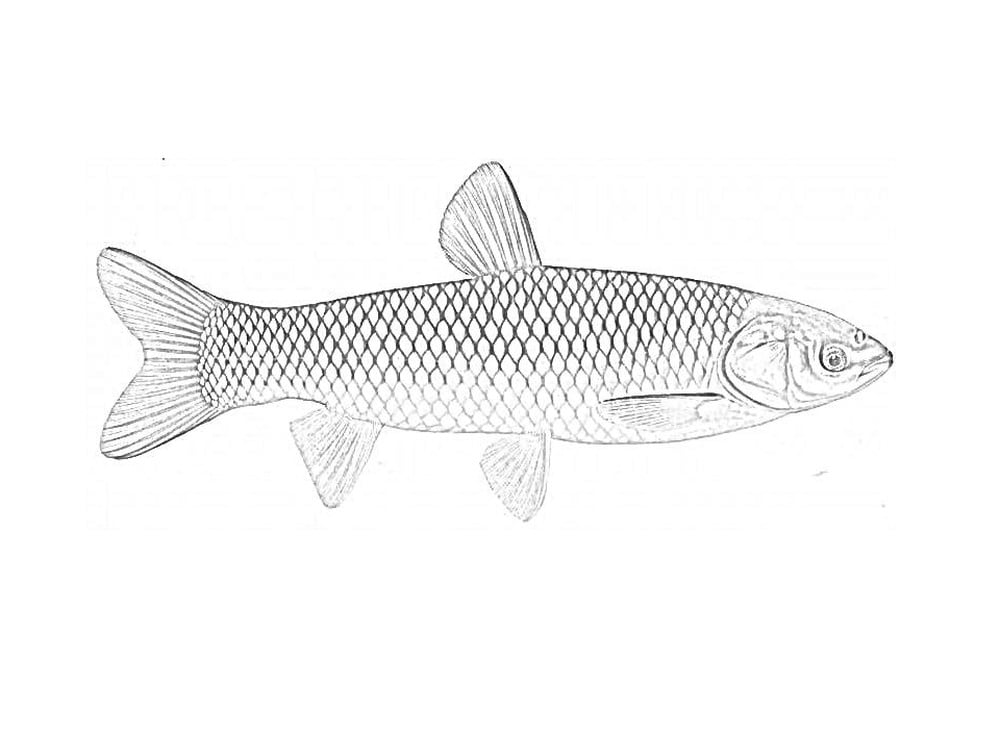 Grass carp kwa kuchorea Ctenopharyngodon idella