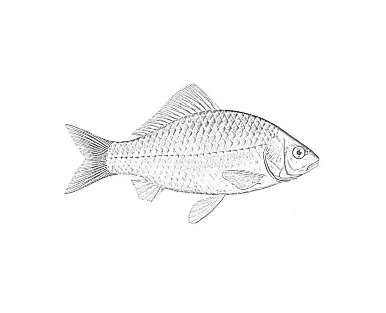 카라시우스 카라시우스(Carassius carassius) 색칠을 위한 카로스(Karos)