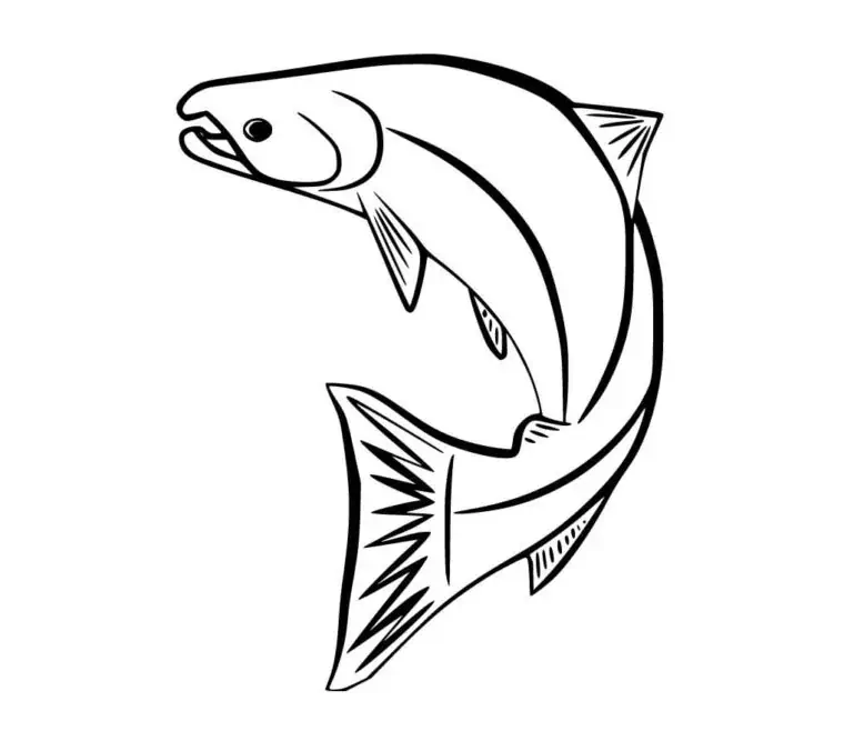 Salmo salar 색칠용 연어