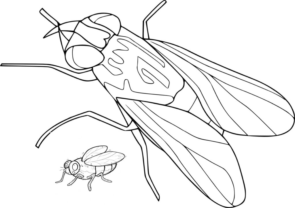 Moscas, desenhos fáceis e fofos para crianças