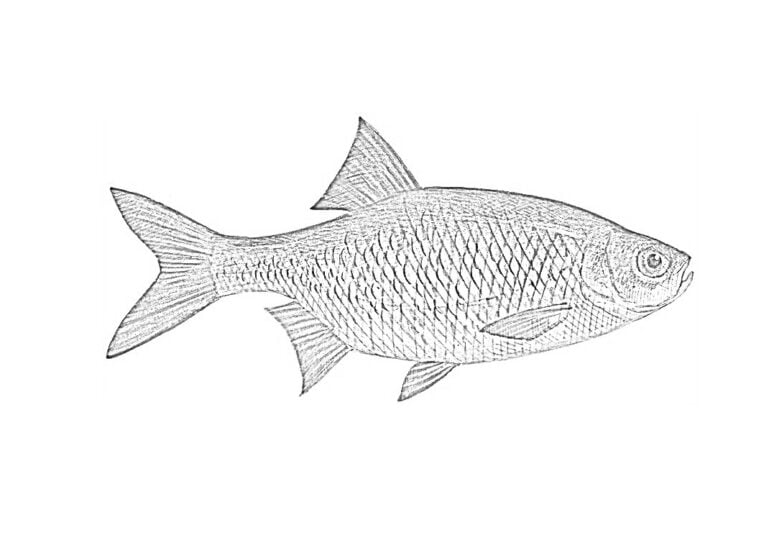 Riba bojanka 🐠 - PEPE