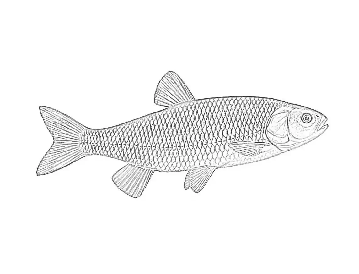 착색용 샤팔, Leuciscus cephalus