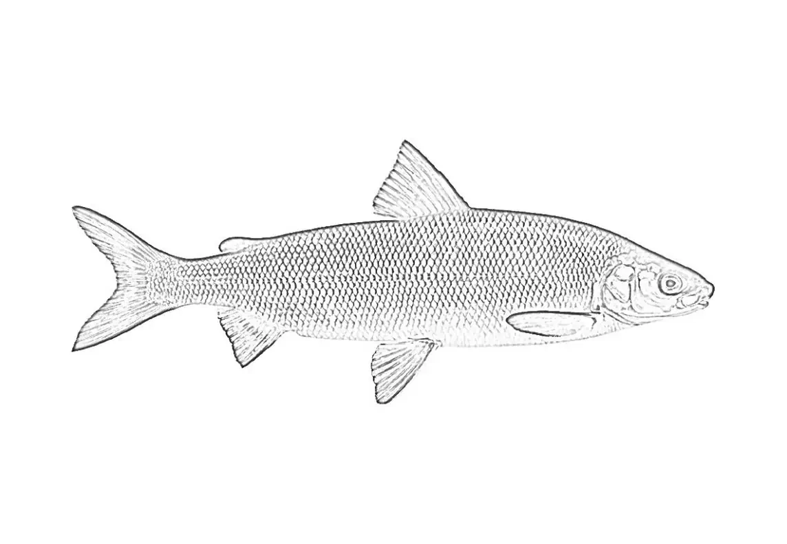 착색용 사익스, Coregonus lavaretus
