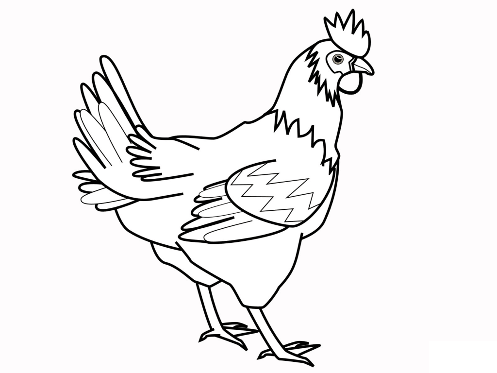 Rooster sa kolor