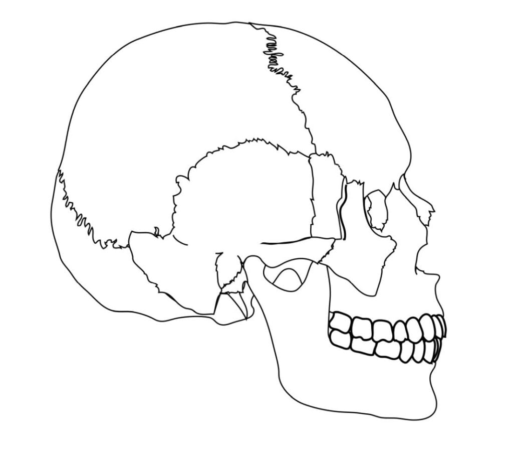 Cranio umano da colorare