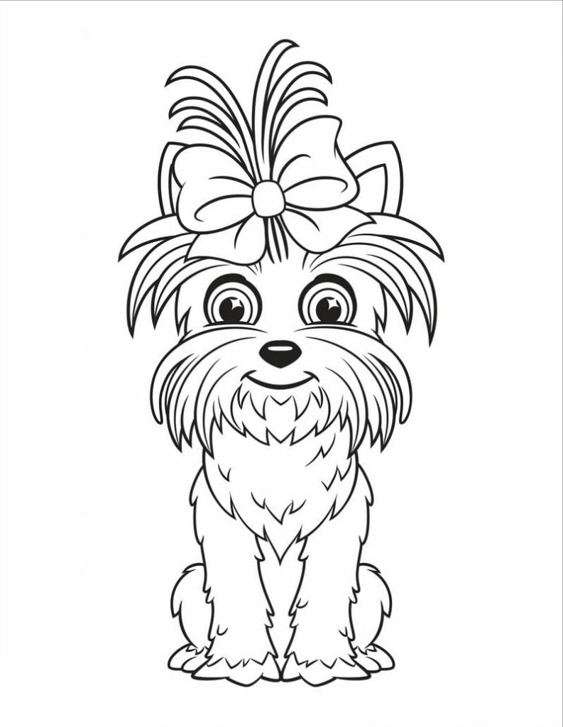 Yorkshire terrier sa kolor