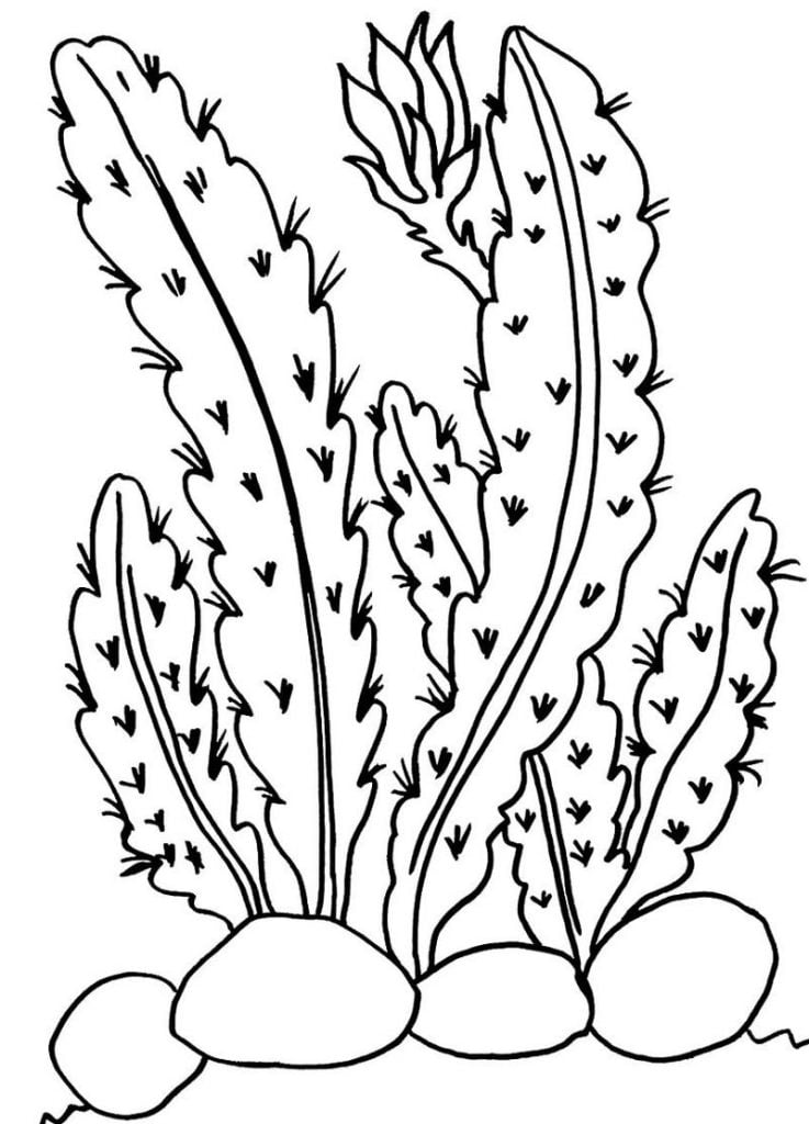 Kaktusai piešinys