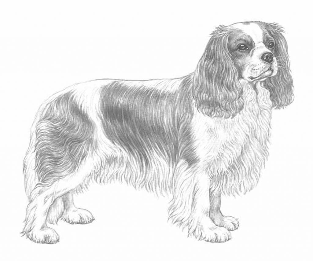 Charles spaniel til að lita