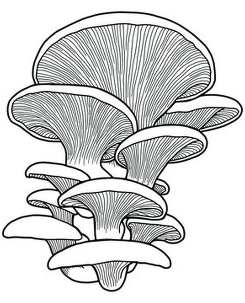 Champignon de souche