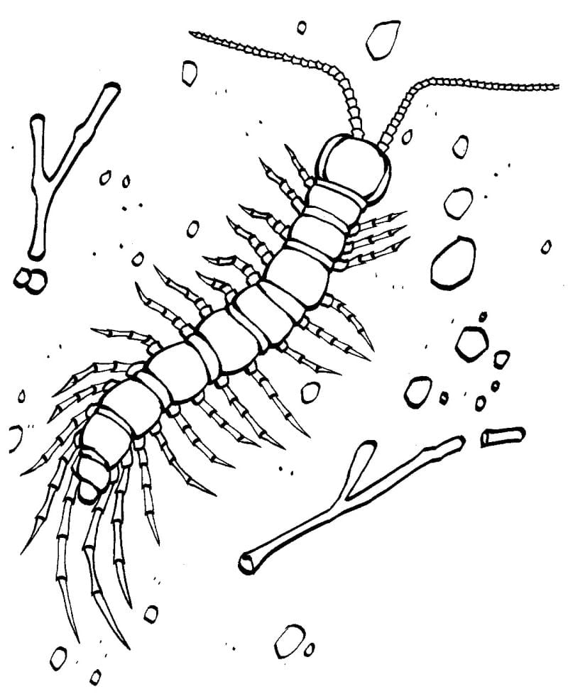 Hundertfüßer-Wurm