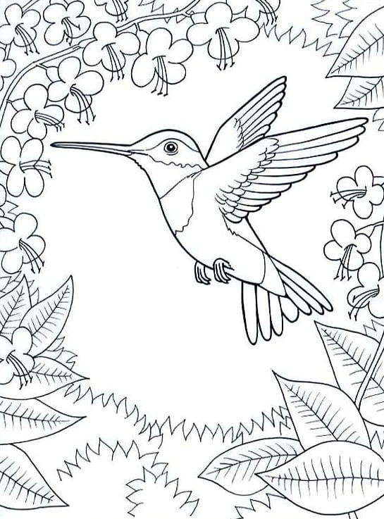 Kolibris spalvinti