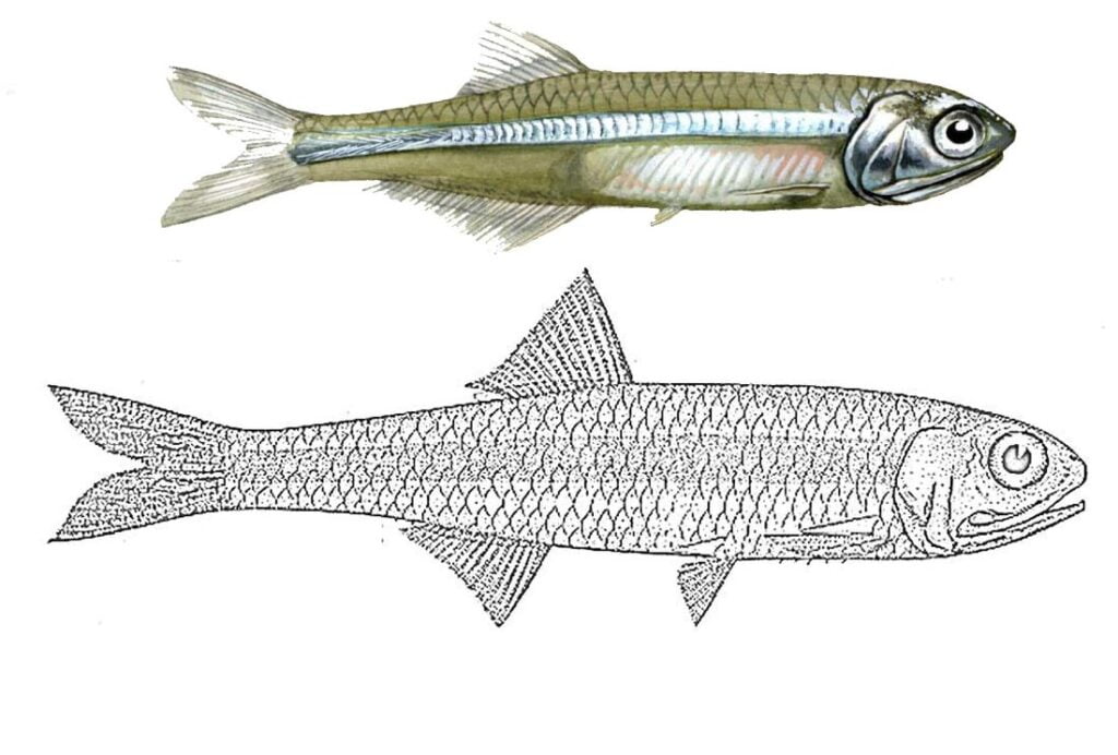 Sardellen (Engraulidae) zum Färben