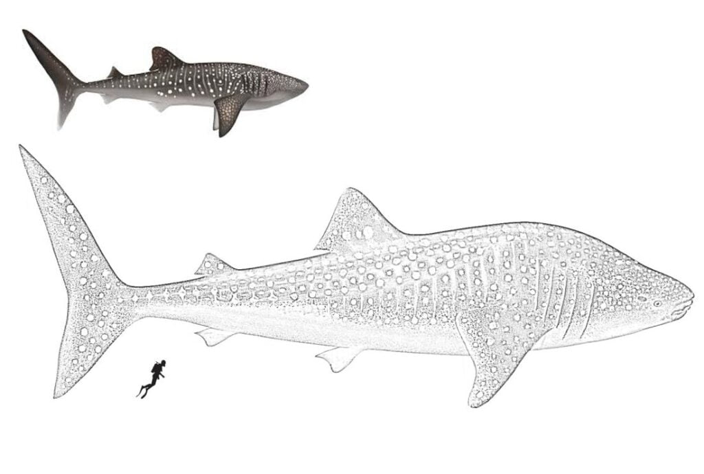 Whale shark para sa pagkolor. Rhincodon typus 