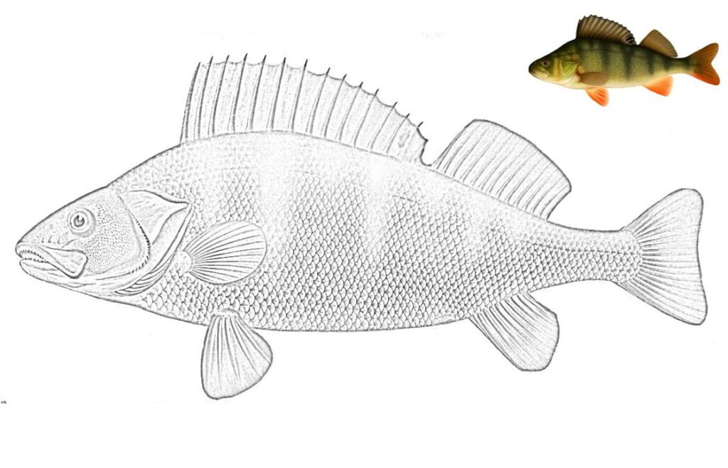 Pesce persico da colorare. (Perca fluviatilis) 