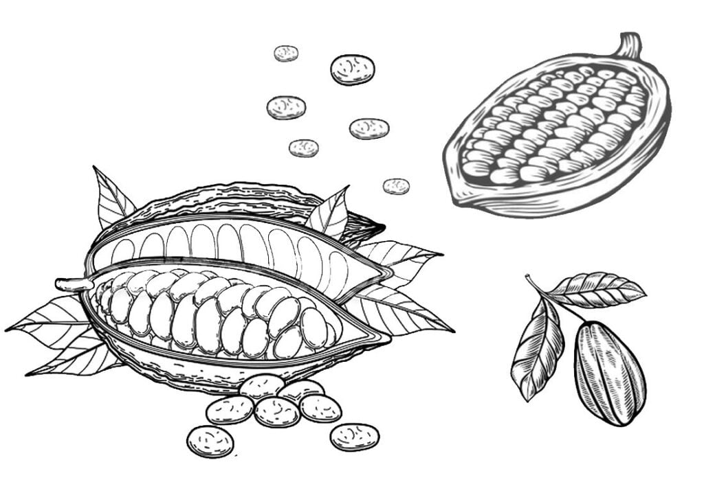색칠용 코코아 열매