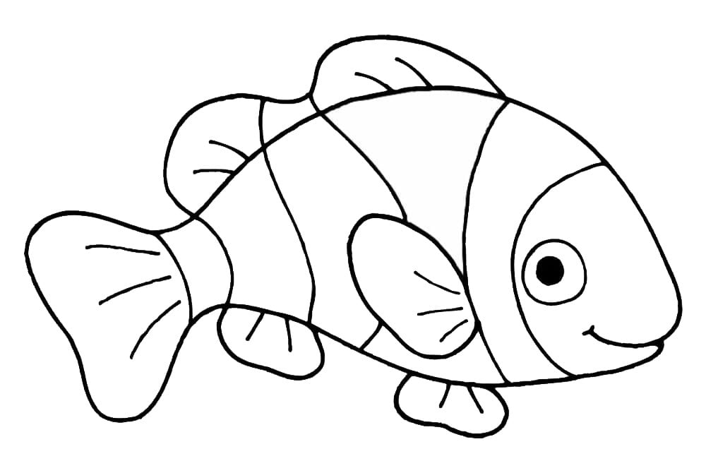 Amphiprion clownfisk