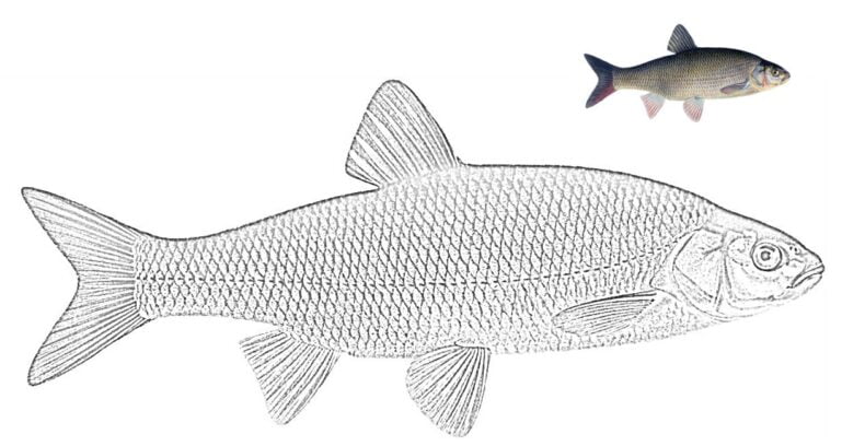 Riba bojanka 🐠 - PEPE