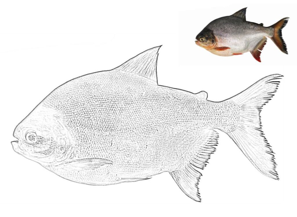 Peixe pacu para colorir. Piaractus brachypomus