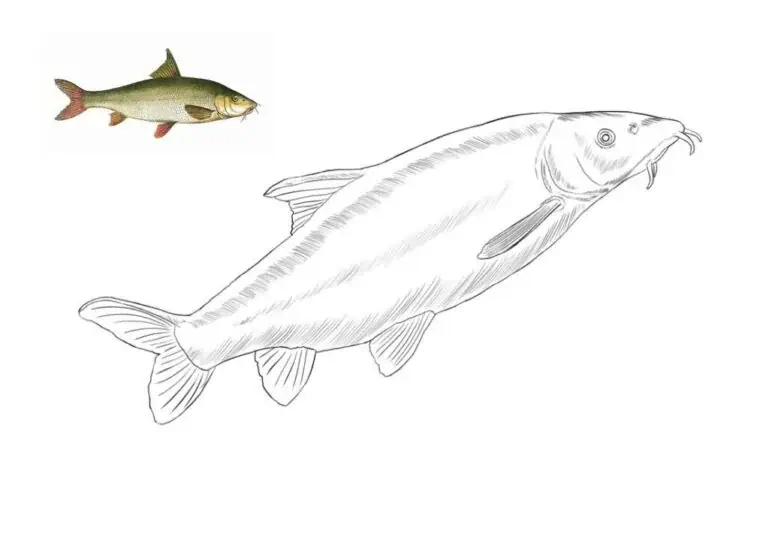 착색용 수염, Barbus Cyprinidae