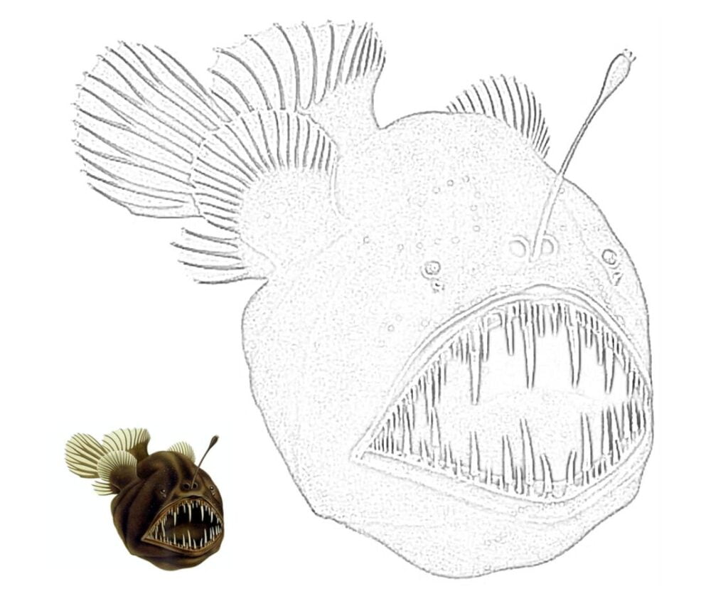 Melanocetus johnsonii, Ceratioidei devilfish kwa ajili ya kupaka rangi