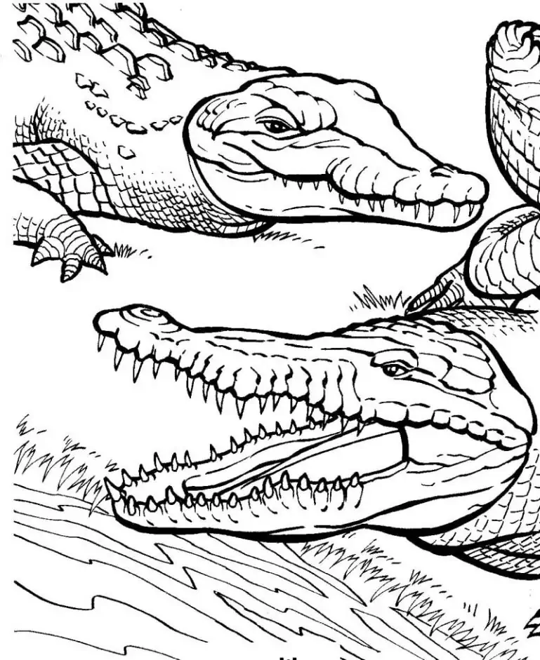 Krokodile Ausmalbilder