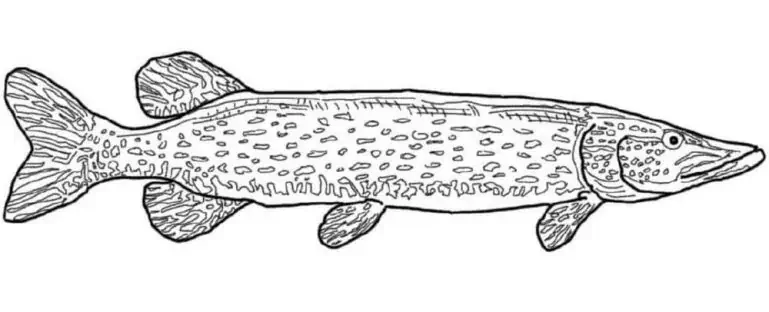 파이크 그리기, 색칠용 Esox lucius