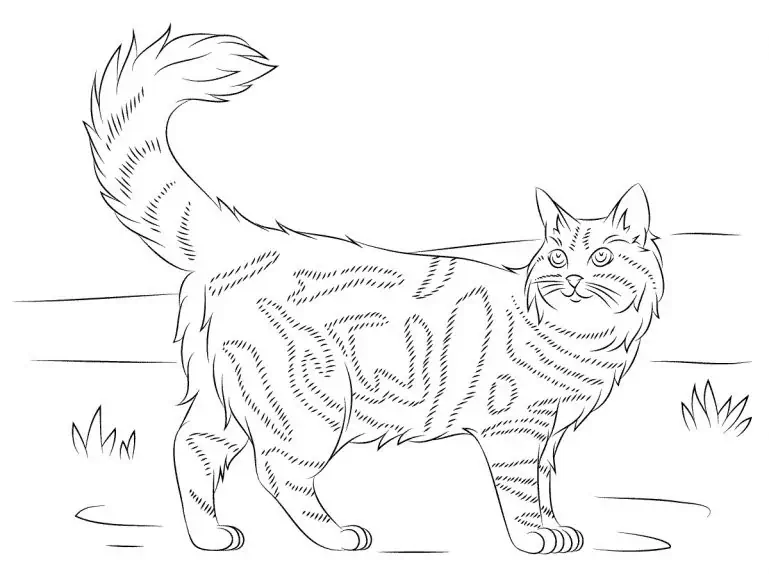 Maine Coon 고양이 색칠하기