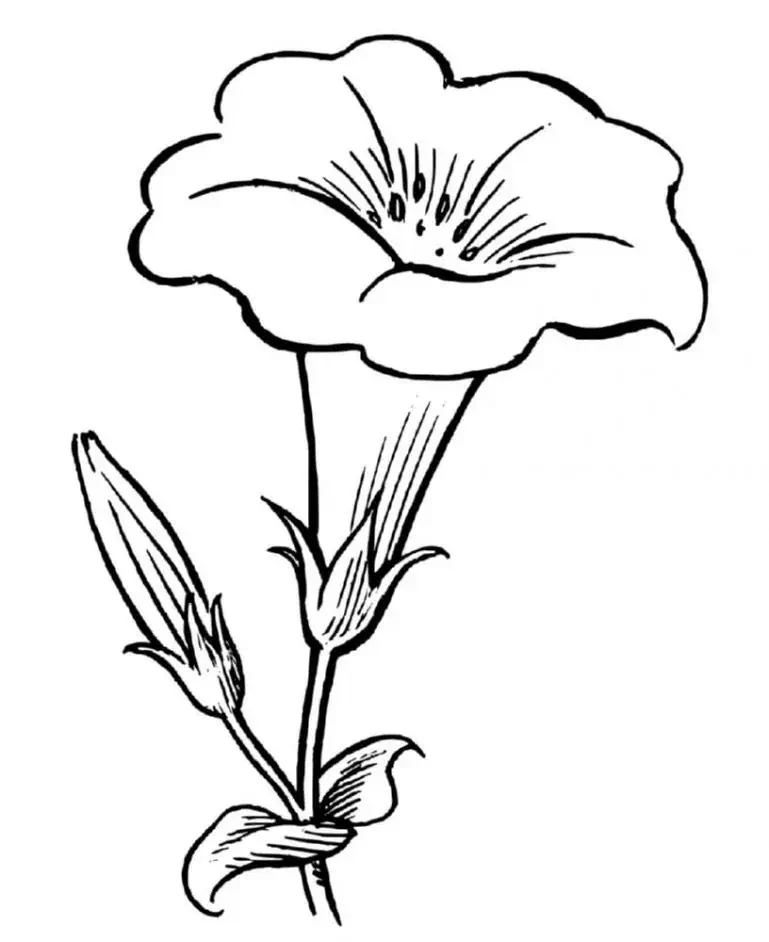 Farverig forårsblomst