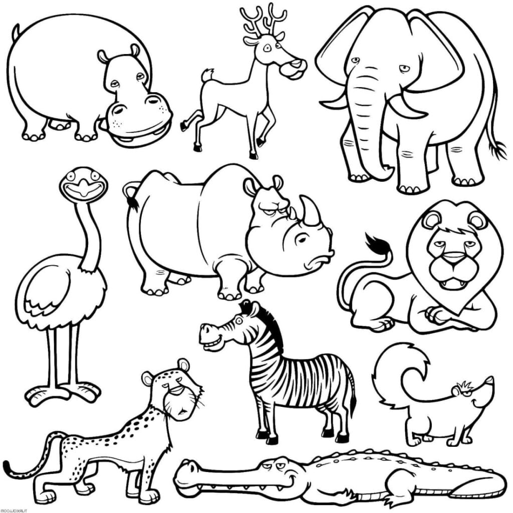 10 animales