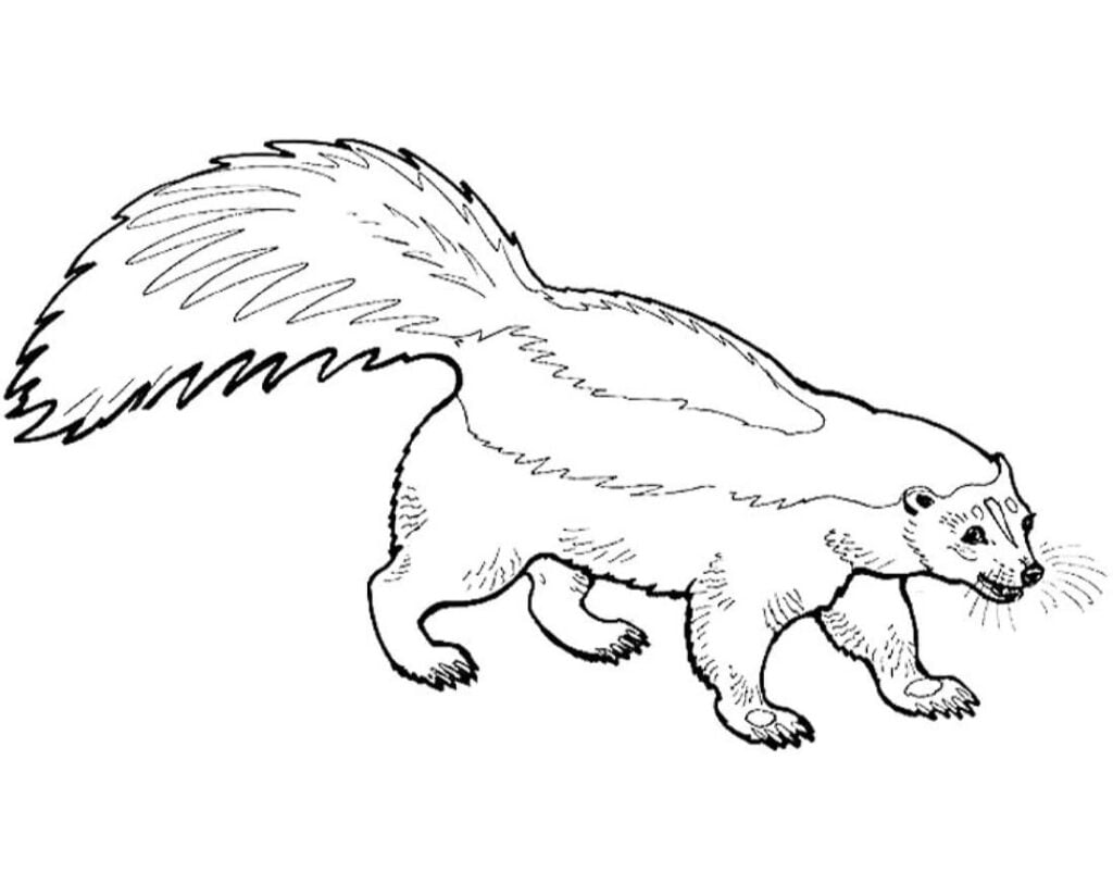 Ngjyrosje Badger