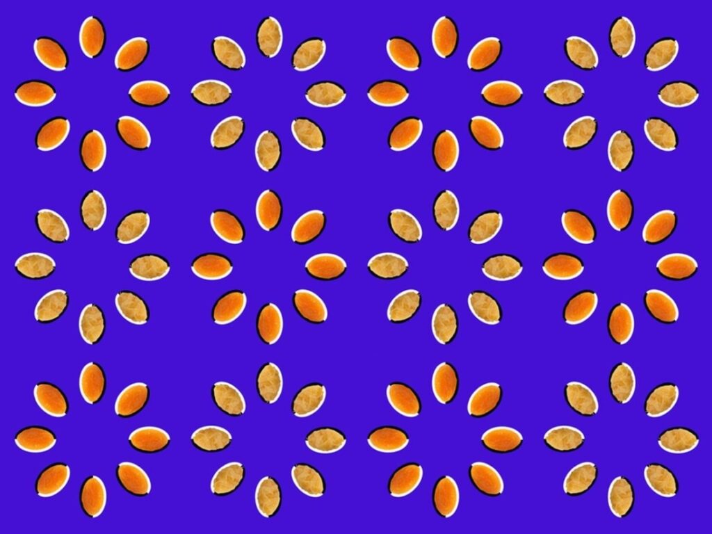 optická ilúzia rotujúcich semien.