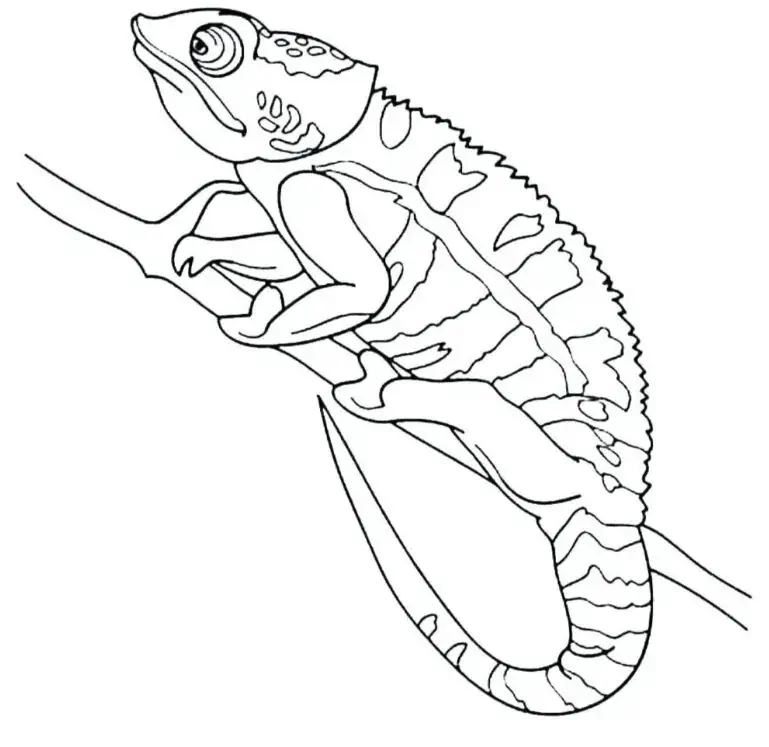 Kameleon, kan endre farger