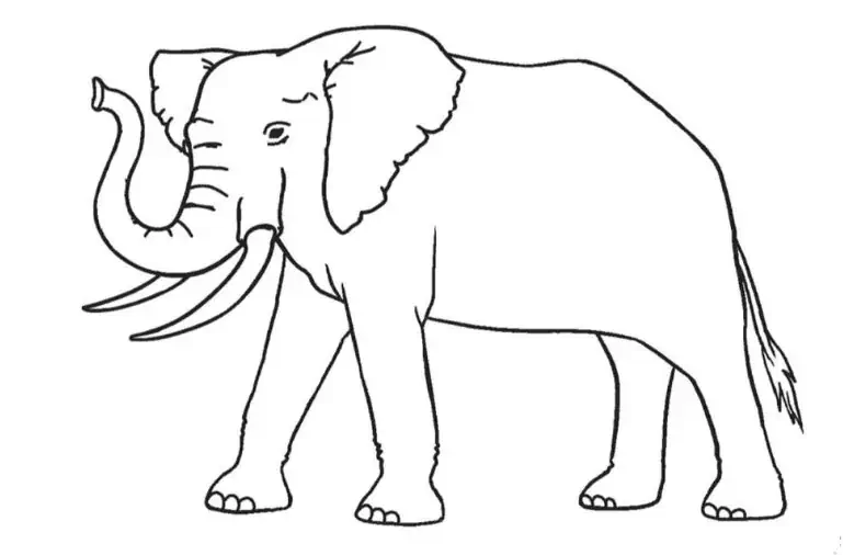 En elefant